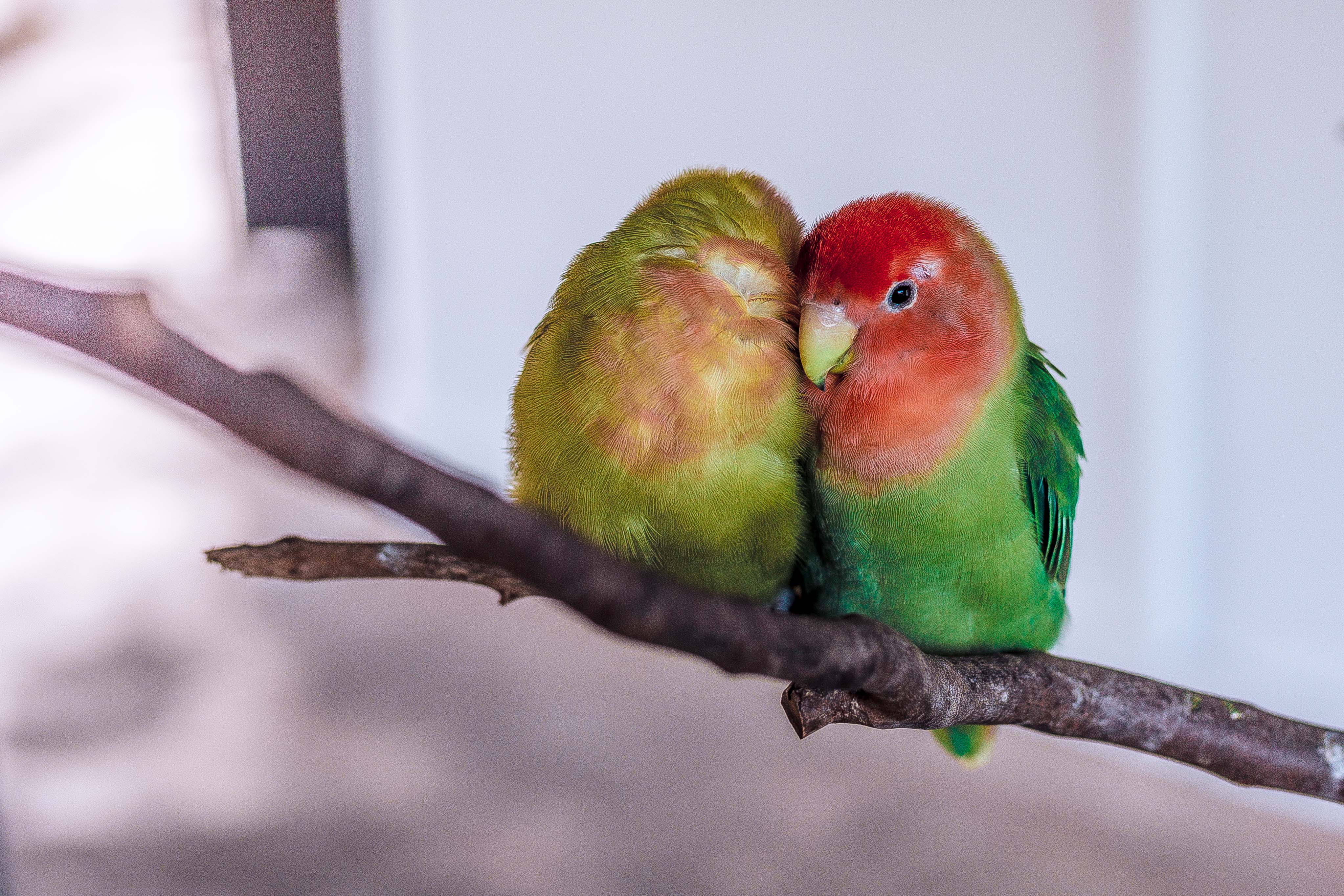 Two birds on a branch