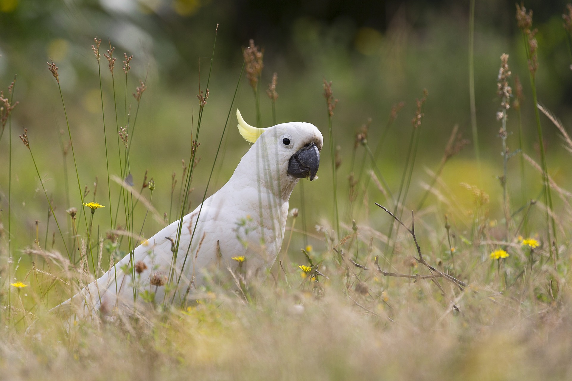 Cockatoo