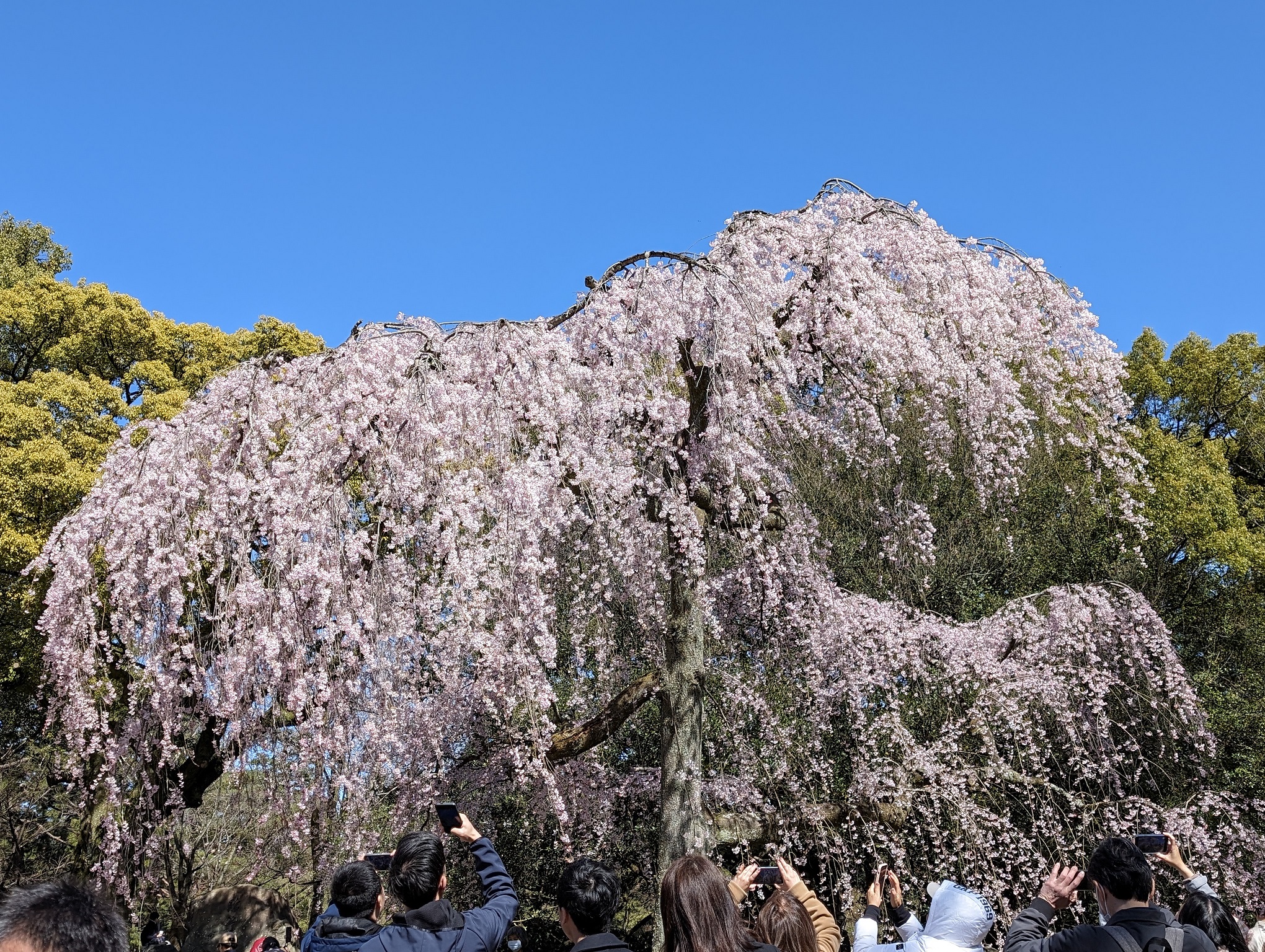 Cherry blossoms at Kyoto Gyoen