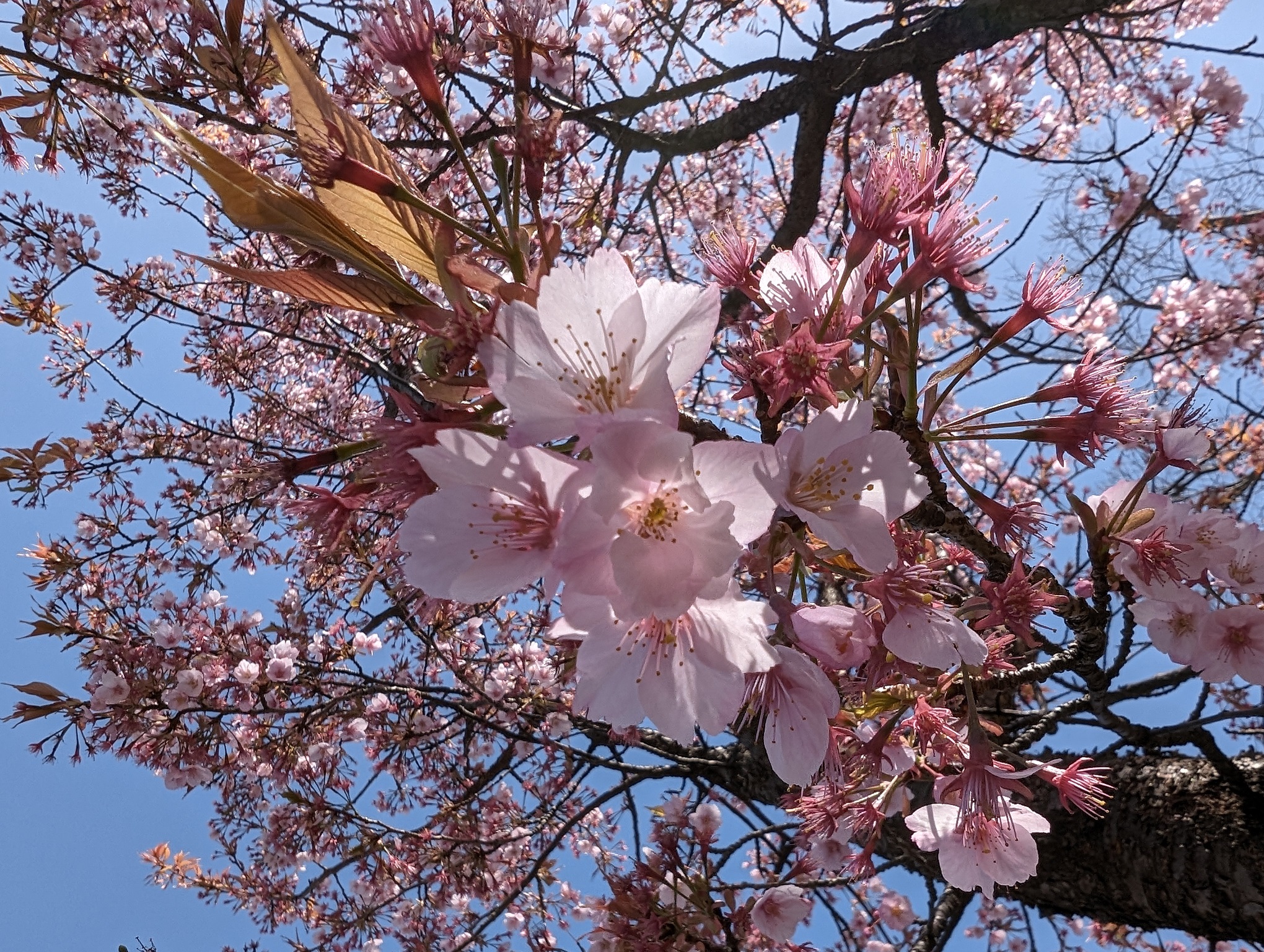 Blossoms at Osaka Castle Park