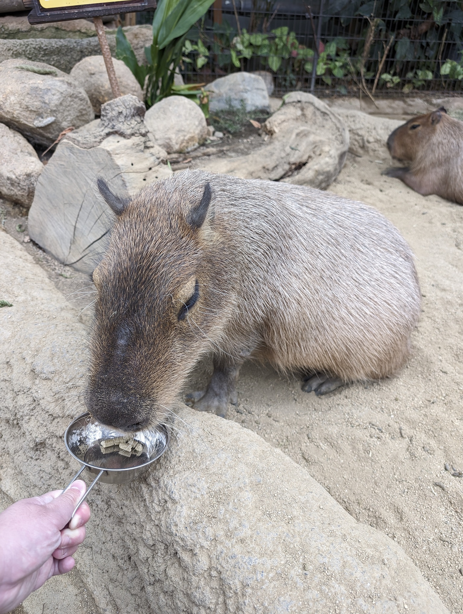 Feeding a capybara