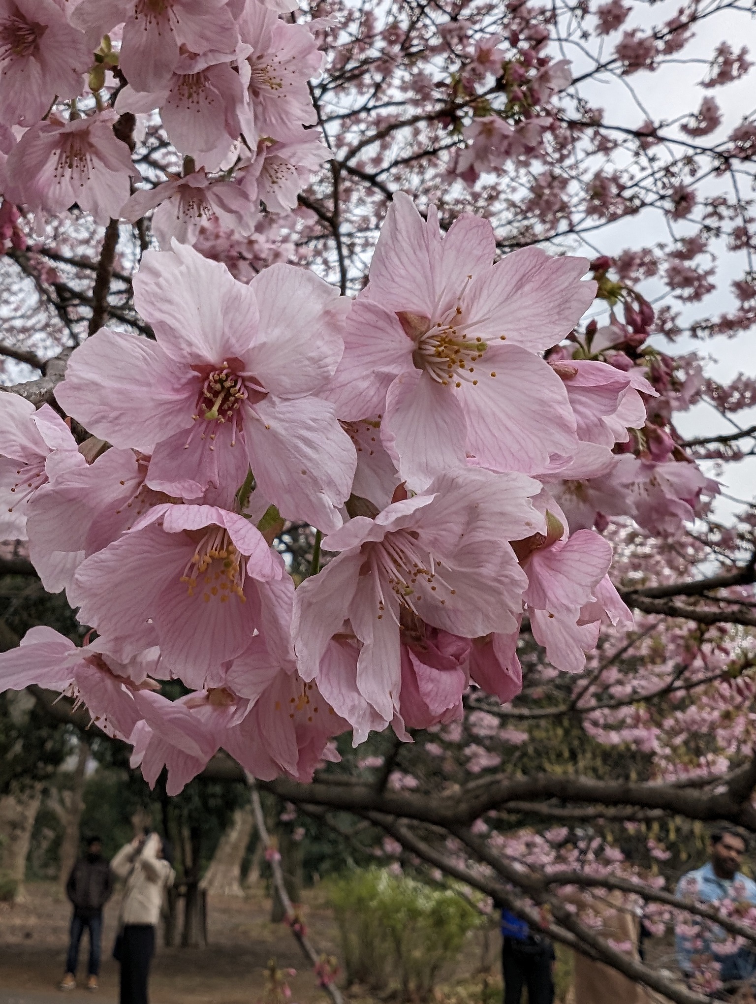 Close up of cherry blossoms