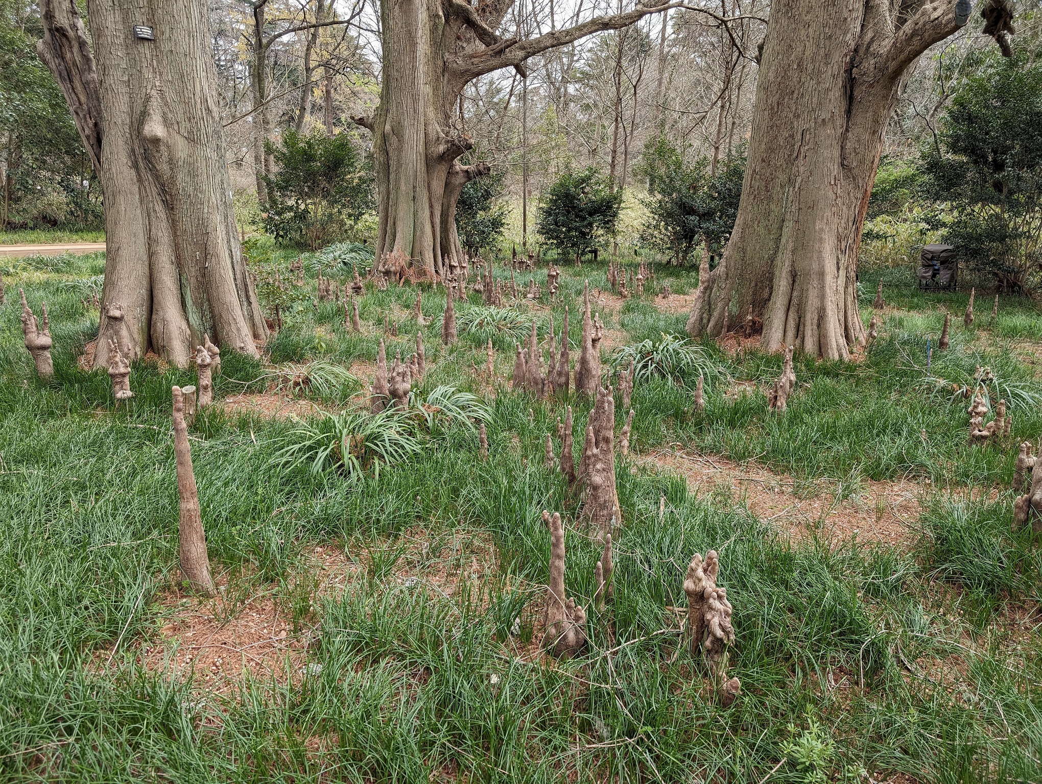 Aerial roots of bald cypress trees