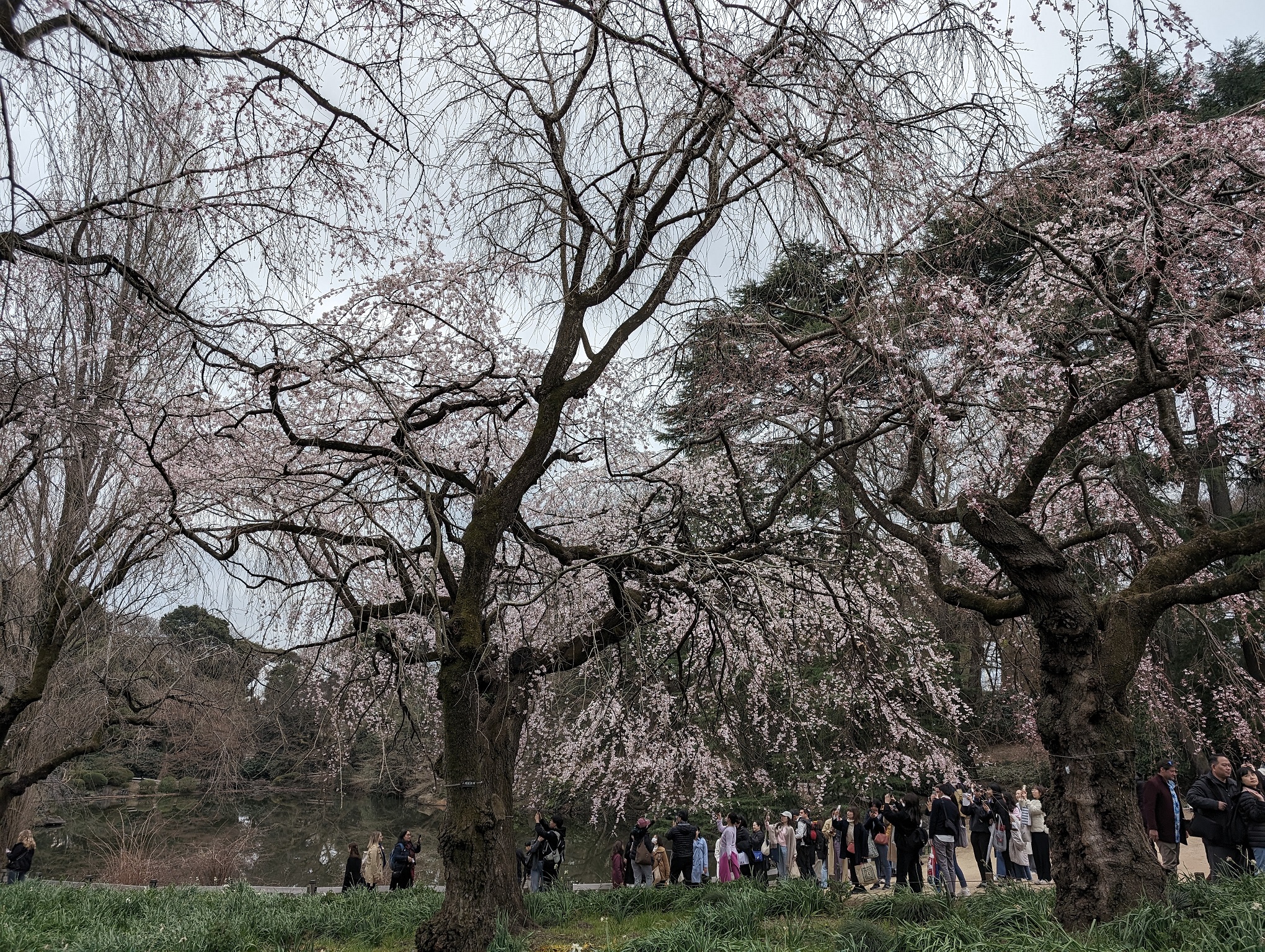 Crowds gathered near cherry blossoms